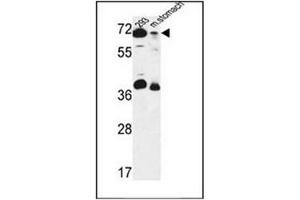 Western Blotting (WB) image for anti-G1 To S Phase Transition 2 (GSPT2) (AA 223-253), (Middle Region) antibody (ABIN952639)