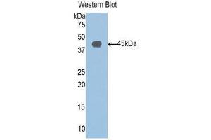 Western Blotting (WB) image for anti-Sirtuin 6 (SIRT6) (AA 35-274) antibody (ABIN1078533) (SIRT6 抗体  (AA 35-274))