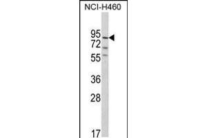 Western blot analysis of MyoGEF Antibody in NCI-H460 cell line lysates (35ug/lane) (PLEKHG6 抗体  (N-Term))