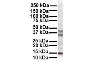 WB Suggested Anti-CITED2 antibody Titration: 1 ug/mL Sample Type: Human HepG2 (CITED2 抗体  (N-Term))