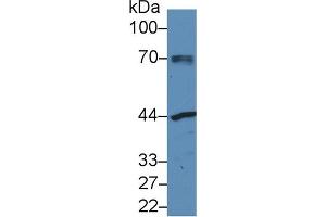 Western Blot; Sample: Human MCF7 cell lysate; Primary Ab: 3µg/ml Rabbit Anti-Mouse NAGa Antibody Second Ab: 0. (NAGA 抗体  (AA 18-217))