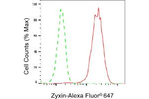 anti-Zyxin (ZYX) antibody