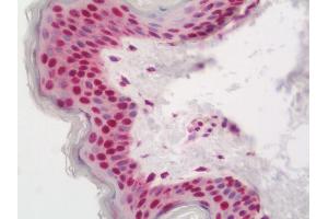 anti-Hairy and Enhancer of Split 5 (HES5) (N-Term) antibody