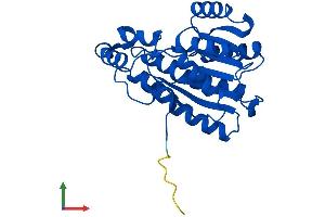 Protein Structure (PS) image for Hydroxyprostaglandin Dehydrogenase 15-(NAD) (HPGD) (AA 1-266) protein (His tag) (ABIN7550682)