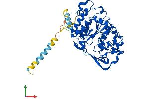 Protein Structure (PS) image for Glucosaminyl (N-Acetyl) Transferase 2, I-Branching Enzyme (I Blood Group) (GCNT2) (AA 1-401) protein (His tag) (ABIN7556801)