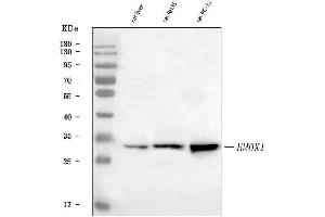 Western blot analysis of Heme Oxygenase 1/Hmox1 using anti-Heme Oxygenase 1/Hmox1 antibody (ABIN7600483).