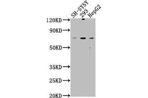 Western Blot Positive WB detected in: SH-SY5Y whole cell lysate, 293 whole cell lysate, HepG2 whole cell lysate All lanes: HSPA12A antibody at 1:1000 Secondary Goat polyclonal to rabbit IgG at 1/50000 dilution Predicted band size: 75 kDa Observed band size: 75 kDa (HSPA12A 抗体  (AA 2-231))