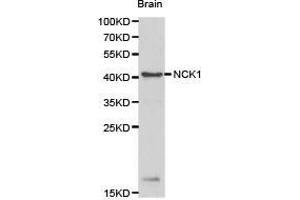 Western Blotting (WB) image for anti-NCK Adaptor Protein 1 (NCK1) antibody (ABIN1873840) (NCK1 抗体)
