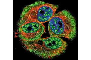 Confocal immunofluorescent analysis of Phospho-HER4- Antibody (ABIN389572 and ABIN2839598) with MCF-7 cell followed by Alexa Fluor 488-conjugated goat anti-rabbit lgG (green). (ERBB4 抗体  (pTyr1162))