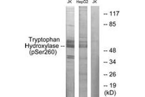 Western blot analysis of extracts from Jurkat cells and HepG2 cells, using Tryptophan Hydroxylase (Phospho-Ser260) Antibody. (Tryptophan Hydroxylase 1 抗体  (pSer260))