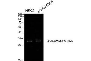 Western Blot (WB) analysis of HepG2, Mouse Brain cells using CD66c/d Polyclonal Antibody. (CEACAM3/6 抗体  (Internal Region))