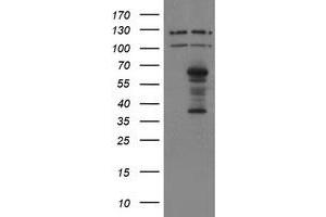 Image no. 1 for anti-SUMO1/sentrin/SMT3 Specific Peptidase 2 (SENP2) (AA 139-523) antibody (ABIN1490928) (SENP2 抗体  (AA 139-523))