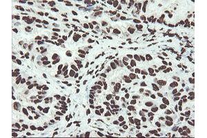 Image no. 1 for anti-Non-POU Domain Containing, Octamer-Binding (NONO) (AA 184-385) antibody (ABIN1491073) (NONO 抗体  (AA 184-385))