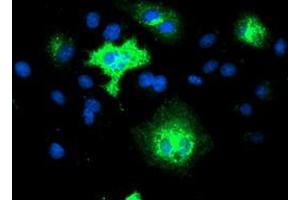 Anti-TMEM80 mouse monoclonal antibody (ABIN2453728) immunofluorescent staining of COS7 cells transiently transfected by pCMV6-ENTRY TMEM80 (RC202288). (TMEM80 抗体)