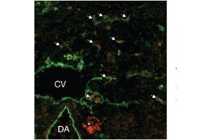 Immunofluorescence (IF) image for anti-SRY (Sex Determining Region Y)-Box 18 (SOX18) (Middle Region) antibody (ABIN2777725)
