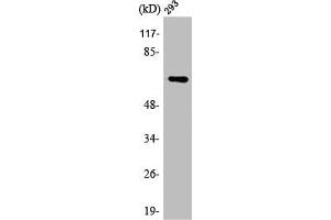 Western Blot analysis of 293 cells using ARA70 Polyclonal Antibody (NCOA4 抗体  (Internal Region))
