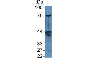 Western Blot; Sample: Human A549 cell lysate; Primary Ab: 1µg/ml Rabbit Anti-Human dNER Antibody Second Ab: 0. (DNER 抗体  (AA 339-583))