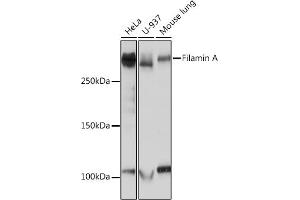 Western blot analysis of extracts of various cell lines, using Filamin A Rabbit mAb (ABIN1682545, ABIN3018024, ABIN3018025 and ABIN7101570) at 1:1000 dilution. (Filamin A 抗体)