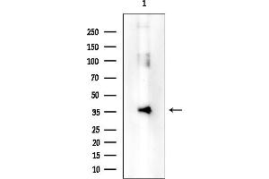 Western blot analysis of lysates from Rat testis, using OR51B5 Mouse Monoclonal Antibody at 1/1000 dilution.