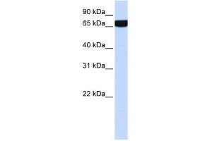HS2ST1 antibody used at 1 ug/ml to detect target protein.