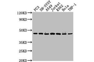 Western Blot Positive WB detected in: PC3 whole cell lysate, SH-SY5Y whole cell lysate, A549 whole cell lysate, Jurkat whole cell lysate, K562 whole cell lysate, Hela whole cell lysate, THP-1 whole cell lysate All lanes: CSNK2A3 antibody at 1:2000 Secondary Goat polyclonal to rabbit IgG at 1/50000 dilution Predicted band size: 46 kDa Observed band size: 46 kDa (CSNK2A3 抗体  (AA 151-391))