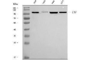 Western blot analysis of Fibroblast activation protein, alpha/FAP using anti-Fibroblast activation protein, alpha/FAP antibody (ABIN7602234).