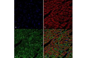 Immunohistochemistry analysis using Mouse Anti-Hexanoyl-Lysine adduct Monoclonal Antibody, Clone 5D9 (ABIN5067237). (Hexanoyl-Lysine Adduct (HEL) 抗体 (Atto 488))