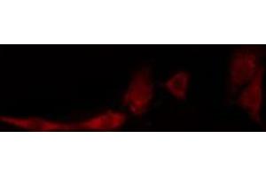 ABIN6274128 staining HeLa cells by IF/ICC. (TNFSF13 抗体  (Internal Region))