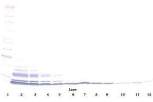 Image no. 3 for anti-Chemokine (C-C Motif) Ligand 3-Like 1 (CCL3L1) antibody (ABIN465213) (CCL3L1 抗体)