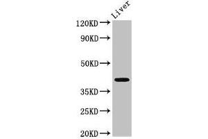 Western Blot Positive WB detected in: Mouse liver tissue All lanes: MAB21L2 antibody at 3 μg/mL Secondary Goat polyclonal to rabbit IgG at 1/50000 dilution Predicted band size: 41 kDa Observed band size: 41 kDa (MAB21L2 抗体  (AA 1-300))