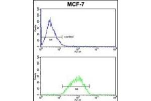 DERL2 Antibody (C-term) (ABIN652652 and ABIN2842438) FC analysis of MCF-7 cells (bottom histogram) compared to a negative control cell (top histogram). (Der1-Like Domain Family, Member 2 (DERL2) (AA 191-218), (C-Term) 抗体)