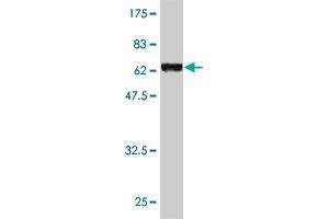 Western Blotting (WB) image for anti-Guanine Nucleotide Binding Protein (G Protein), alpha Inhibiting Activity Polypeptide 2 (GNAI2) (AA 1-339) antibody (ABIN516101)