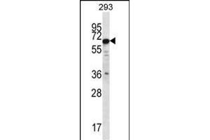 PHACTR3 Antibody (N-term) (ABIN656763 and ABIN2845984) western blot analysis in 293 cell line lysates (35 μg/lane). (PHACTR3 抗体  (N-Term))
