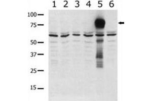 Western blot analysis of PAK5 antibody in lysate from transiently transfected COS7 cells. (PAK7 抗体  (AA 168-198))