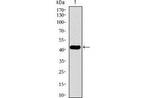 Western blot analysis using TUBB2A mAb against human TUBB2A recombinant protein. (TUBB2A 抗体  (AA 25-187))