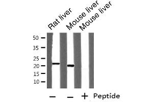 Western blot analysis of FTH1 expression in various lysates (FTH1 抗体  (C-Term))
