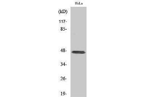 Western Blotting (WB) image for anti-Keratin 20 (KRT20) (C-Term) antibody (ABIN3184233) (KRT20 抗体  (C-Term))