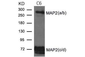 Western blot analysis of extract from C6 cells using MAP2 Antibody (MAP2 抗体)