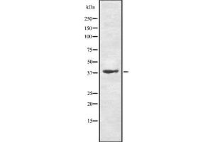 Western blot analysis of TAAR9 using HT-29 whole cell lysates (TAAR9 抗体  (N-Term))