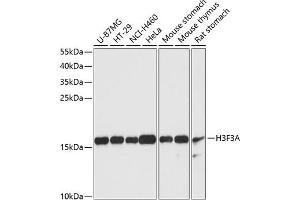 Western blot analysis of extracts of various cell lines, using Histone H3. (Histone 3 抗体  (AA 1-136))