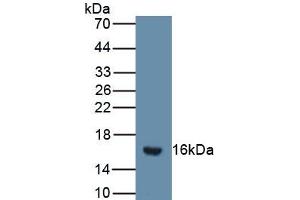 Detection of Recombinant SFRP5, Mouse using Polyclonal Antibody to Secreted Frizzled Related Protein 5 (SFRP5) (SFRP5 抗体  (AA 48-161))