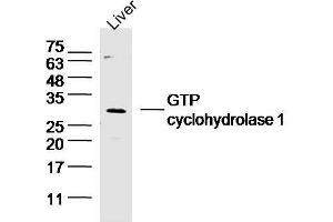 Mouse liver lysates probed with GTP cyclohydrolase 1 Polyclonal Antibody, unconjugated  at 1:300 overnight at 4°C followed by a conjugated secondary antibody at 1:10000 for 60 minutes at 37°C. (GCH1 抗体  (AA 34-110))