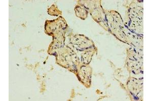 Immunohistochemistry of paraffin-embedded human placenta tissue using ABIN7150902 at dilution of 1:100 (CCDC135 抗体  (AA 1-300))