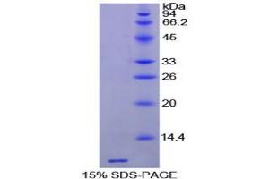 SDS-PAGE analysis of Horse Thymosin beta 4 Protein. (TMSB4X 蛋白)