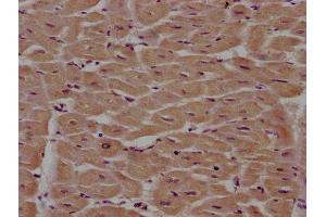 IHC image of ABIN7163226 diluted at 1:100 and staining in paraffin-embedded human heart tissue performed on a Leica BondTM system. (PITPNA 抗体  (AA 1-270))