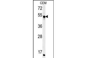 FKBP8 Antibody (Center) (ABIN652170 and ABIN2840576) western blot analysis in CEM cell line lysates (35 μg/lane). (FKBP8 抗体  (AA 199-226))