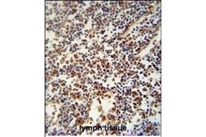 USF2 Antibody (Center) (ABIN652525 and ABIN2842353) immunohistochemistry analysis in formalin fixed and paraffin embedded human lymph tissue followed by peroxidase conjugation of the secondary antibody and DAB staining. (USF2 抗体  (AA 218-246))