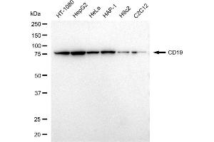 Western blotting analysis using CD19 antibody (ABIN7797954). (Recombinant CD19 抗体)
