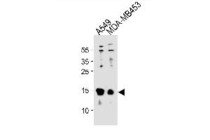 TXN Antibody (C-term) (ABIN1881960 and ABIN2843269) western blot analysis in A549,MDA-M cell line lysates (35 μg/lane). (TXN 抗体  (C-Term))
