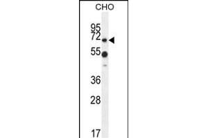 ZUFSP Antibody (N-term) (ABIN654610 and ABIN2844310) western blot analysis in CHO cell line lysates (35 μg/lane).